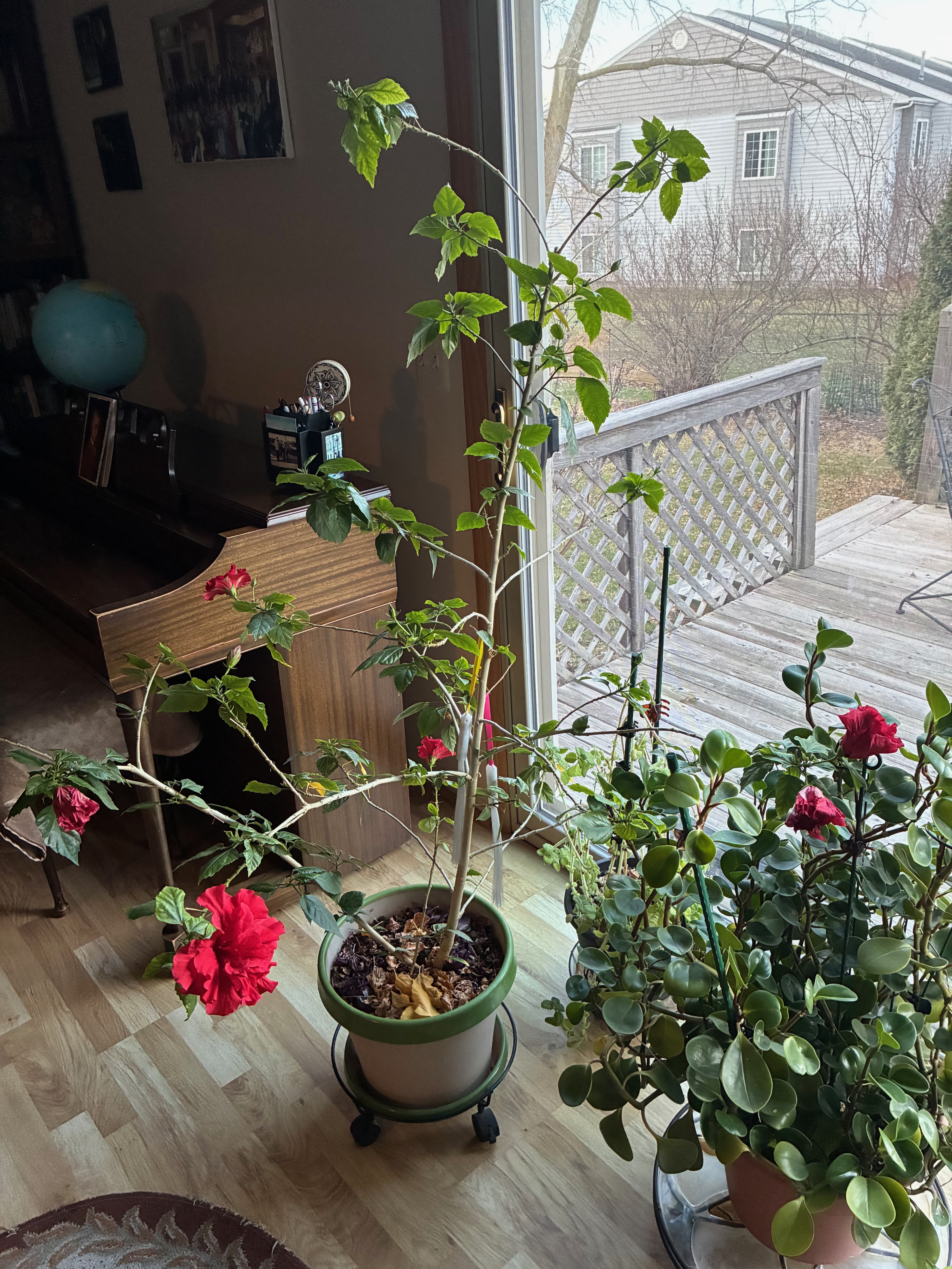 image_1